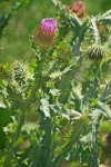 Scotch Cottonthistle blossom & foliage