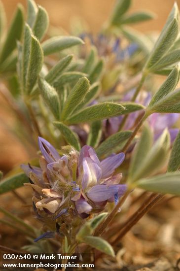 Elegant Lupine blossoms & foliage detail
