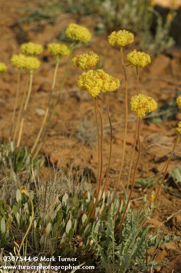 Golden Eriogonum