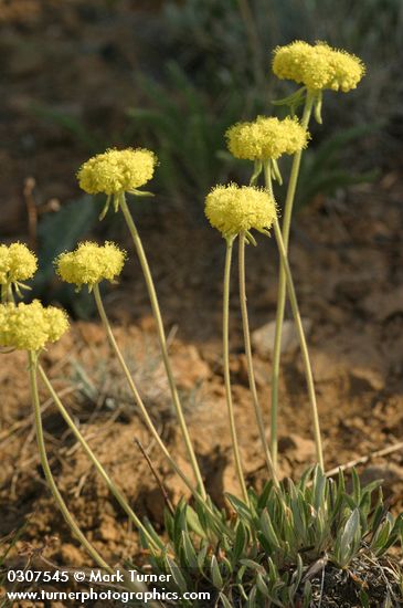Golden Eriogonum