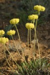 Golden Eriogonum