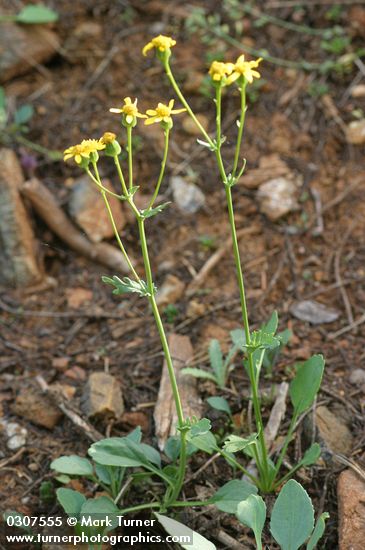 Rocky Mountain Butterweed
