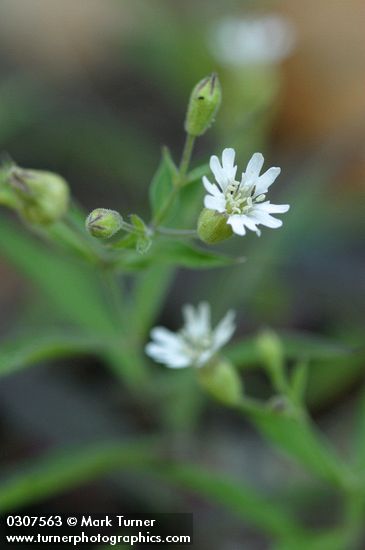 Menzies' Catchfly blossom detail
