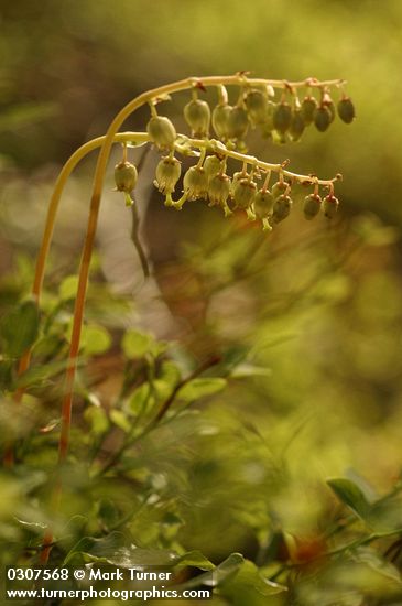 One-sided Wintergreen (Pyrola) backlit