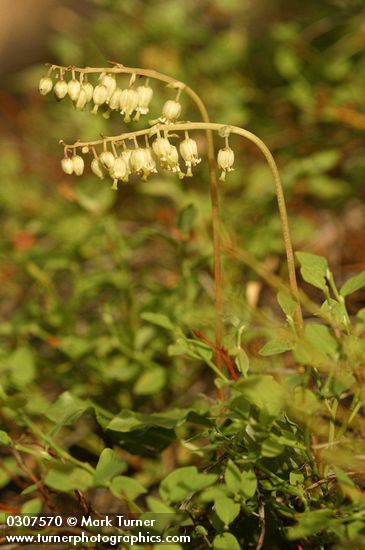 One-sided Wintergreen (Pyrola)