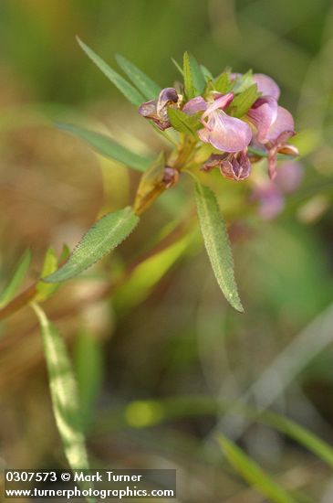 Sickletop Lousewort