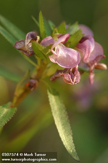 Sickletop Lousewort blossoms detail