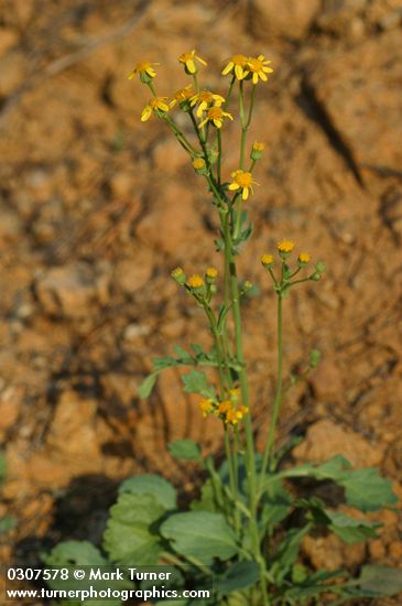 Rocky Mountain Butterweed