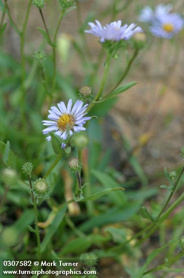Leafy Aster blossoms