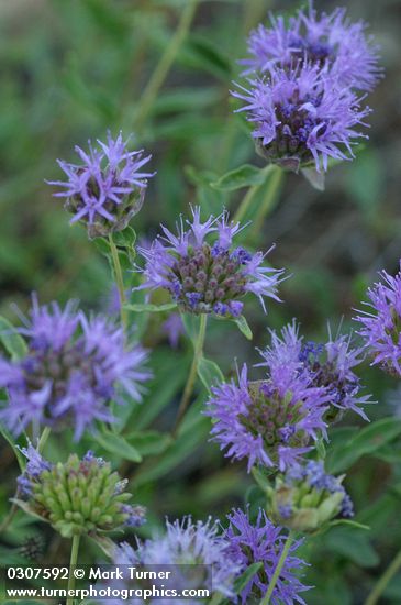 Coyote Mint blossoms detail