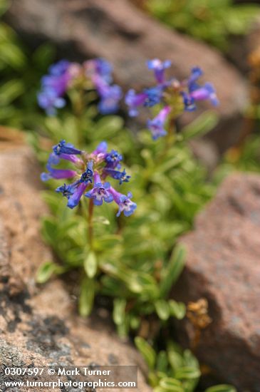 Pincushion Beardtongue