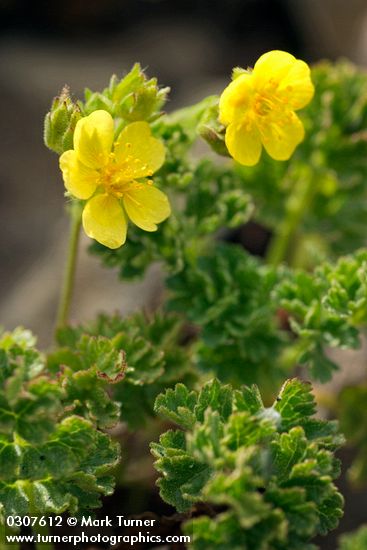 Shortleaf Cinquefoil blossoms & foliage detail