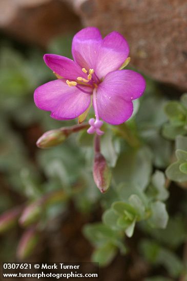 Rock Fringe blossom detail