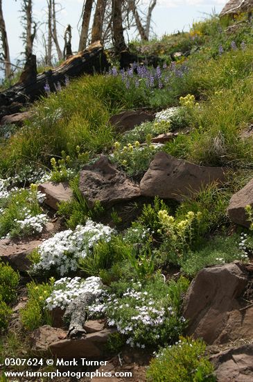 Natural rock garden w/ Hood's Phlox, Sticky Paintbrush, Lupines
