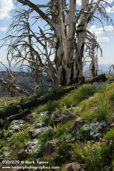 Natural rock garden under burned tree trunks w/ Hood's Phlox, Sticky Paintbrush, Lupines