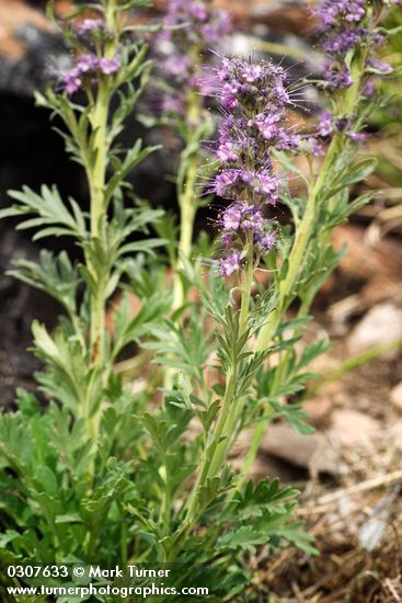 Silky Phacelia