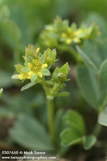 Creeping Sibbaldia blossom detail