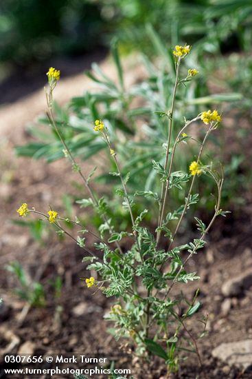 Mountain Tansy Mustard