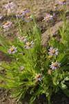 Subalpine Daisies