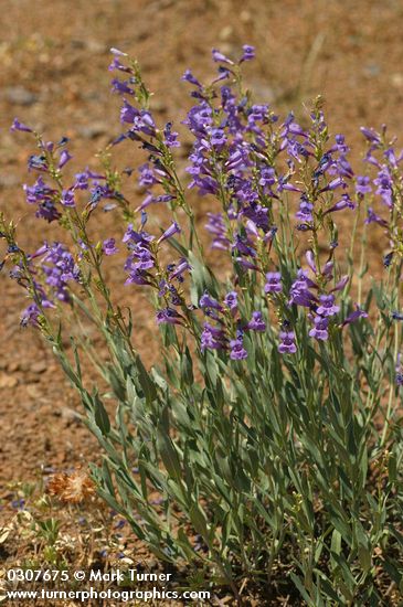 Elegant Penstemon