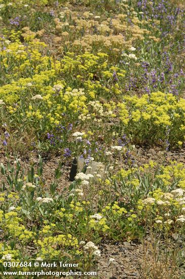 Dry natural rock garden w/ Buckwheat, Elegant Penstemon, Yarrow