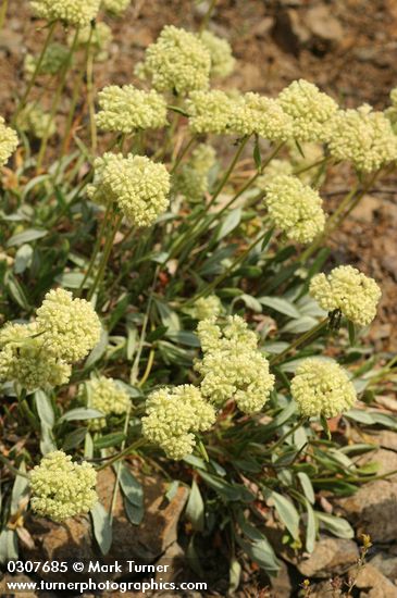 Golden Eriogonum