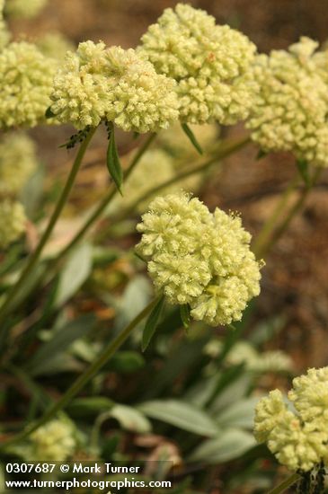 Golden Eriogonum flower umbels detail