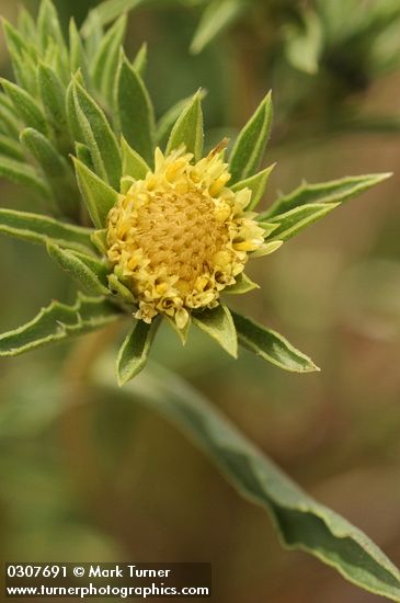 Largeflower Goldenweed blossom & bracts extreme detail