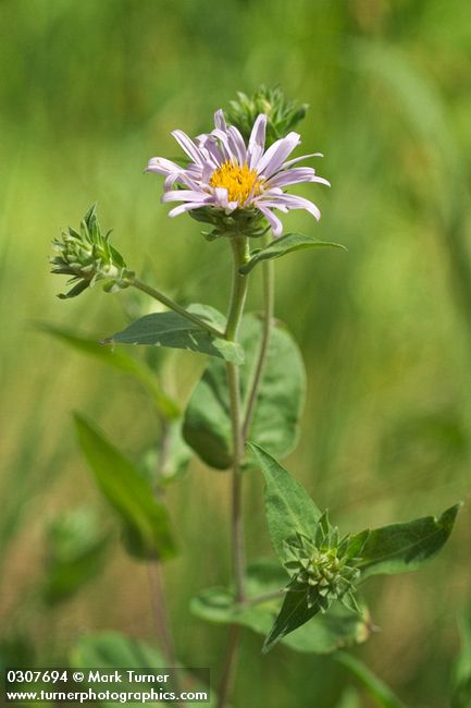 Western Meadow Aster
