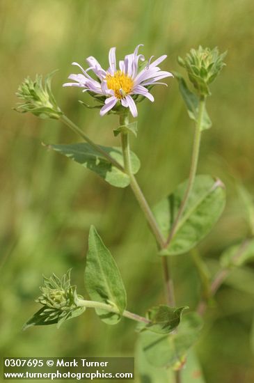 Western Meadow Aster blossom & foliage detail