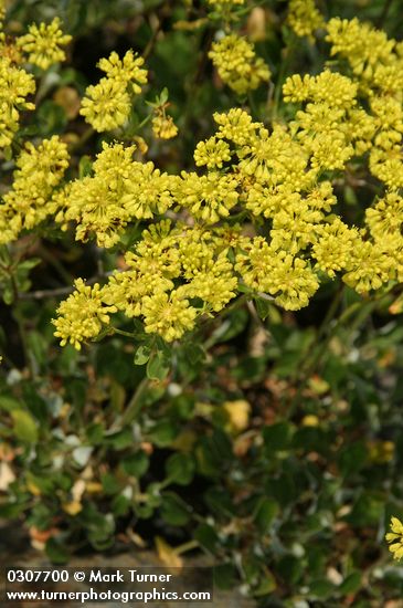 Sulphur Eriogonum