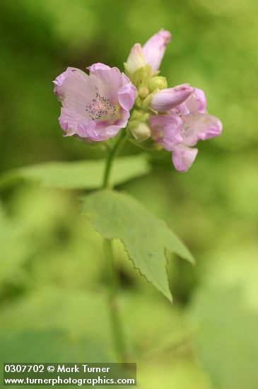 Bush Mallow blossoms & foliage detail