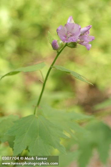 Bush Mallow blossoms & foliage detail