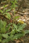 Rattlesnake Plantain