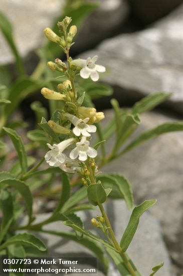 Hot Rock Penstemon