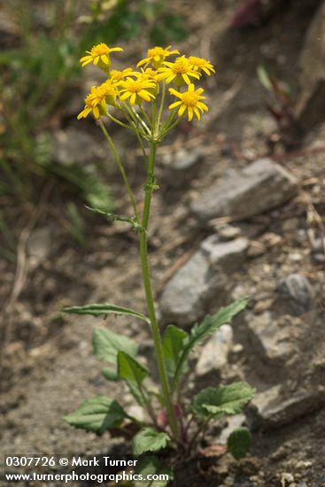 Rocky Mountain Groundsel