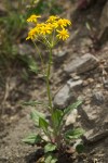 Rocky Mountain Groundsel