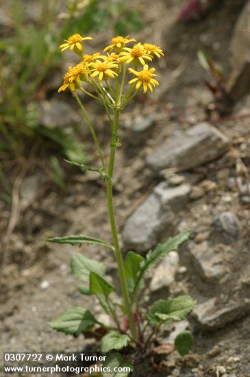 Rocky Mountain Groundsel