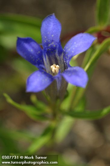 Explorer's Gentian blossom detail