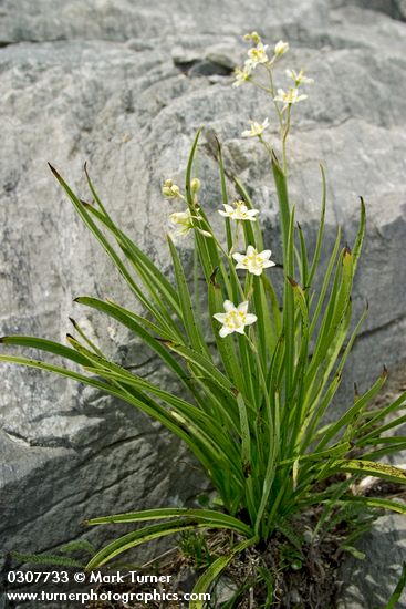 Alpine Death Camas
