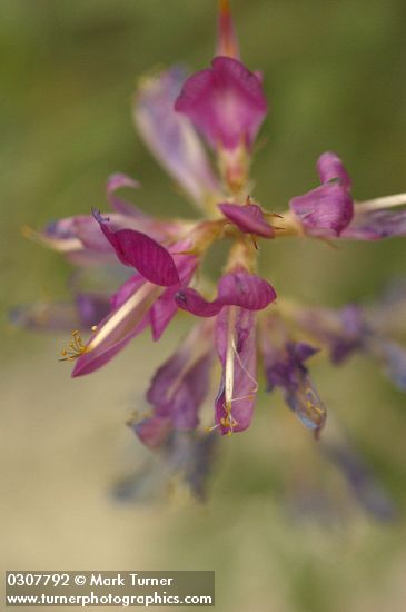 Northern Sweet-broom blossoms detail
