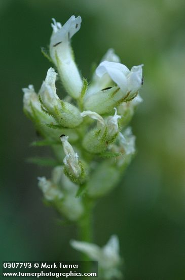 Cusick's Loco Weed blossoms detail