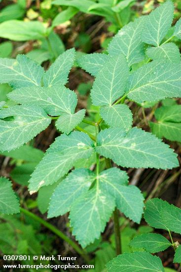 Sharptooth Angelica foliage detail