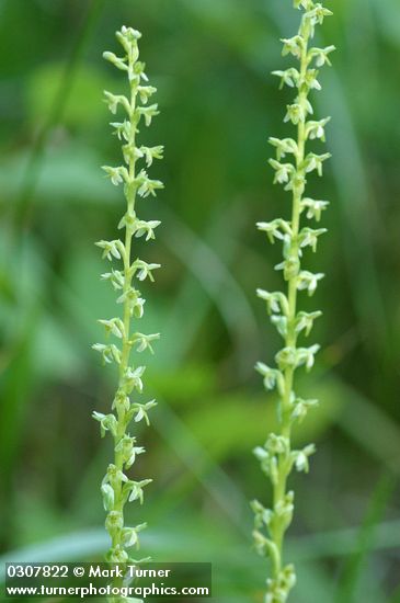 Short-spurred Rein Orchid