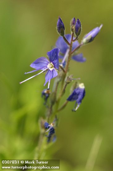 Cusick's Speedwell blossoms detail