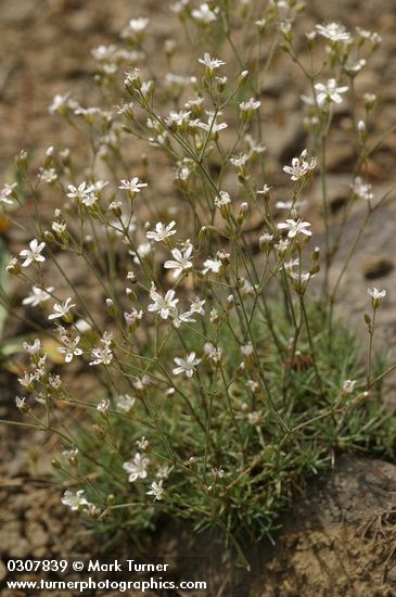 Mountain Sandwort