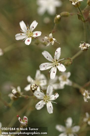 Mountain Sandwort blossoms detail