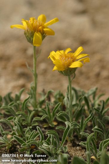 Woolly Haplopappus
