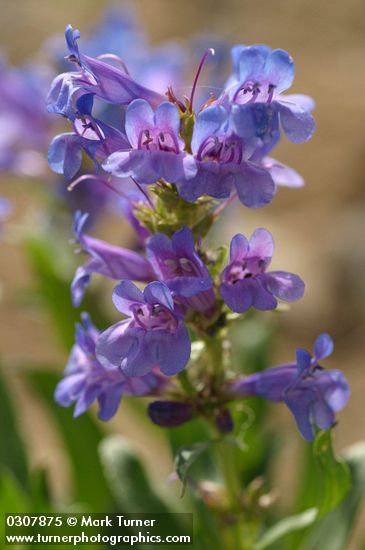 Payette Penstemon blossoms detail