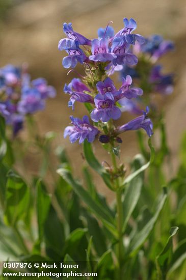 Payette Penstemon blossoms & foliage